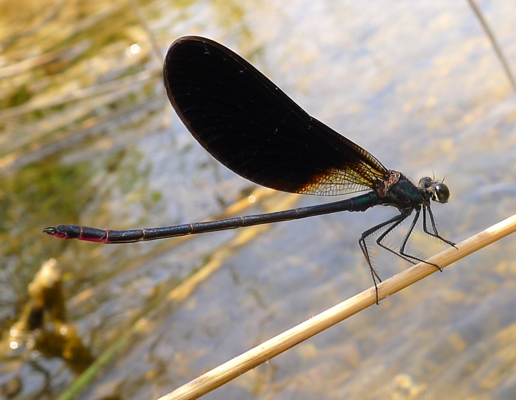 Calopteryx haemorrhoidalis M e F (?)